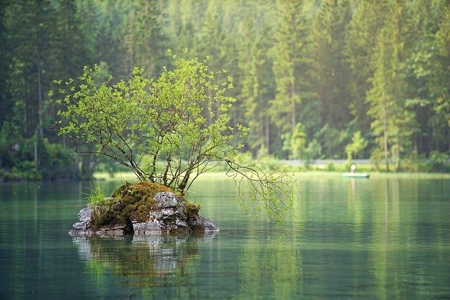 Los bosques importantes para la vida en la Tierra