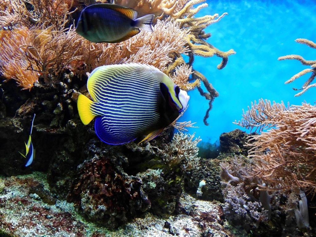 Biodiversidad. Coral y peces