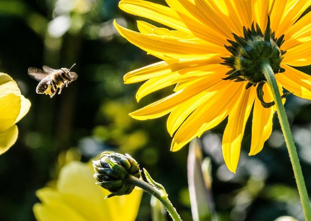 abeja volando