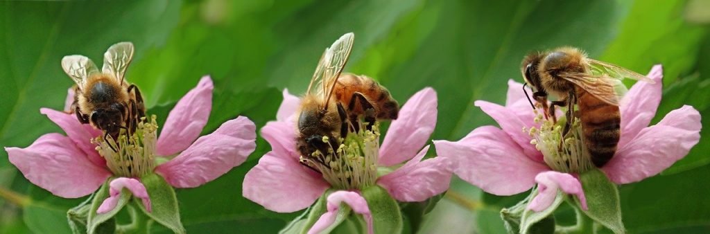 abejas en las flores