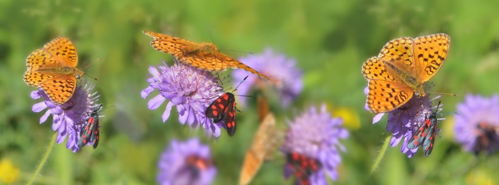 Biodiversidad de plantas e insectosd