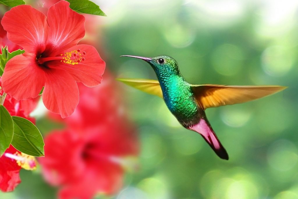 Un precioso colibri en una bonita flor de Hibisco rojo