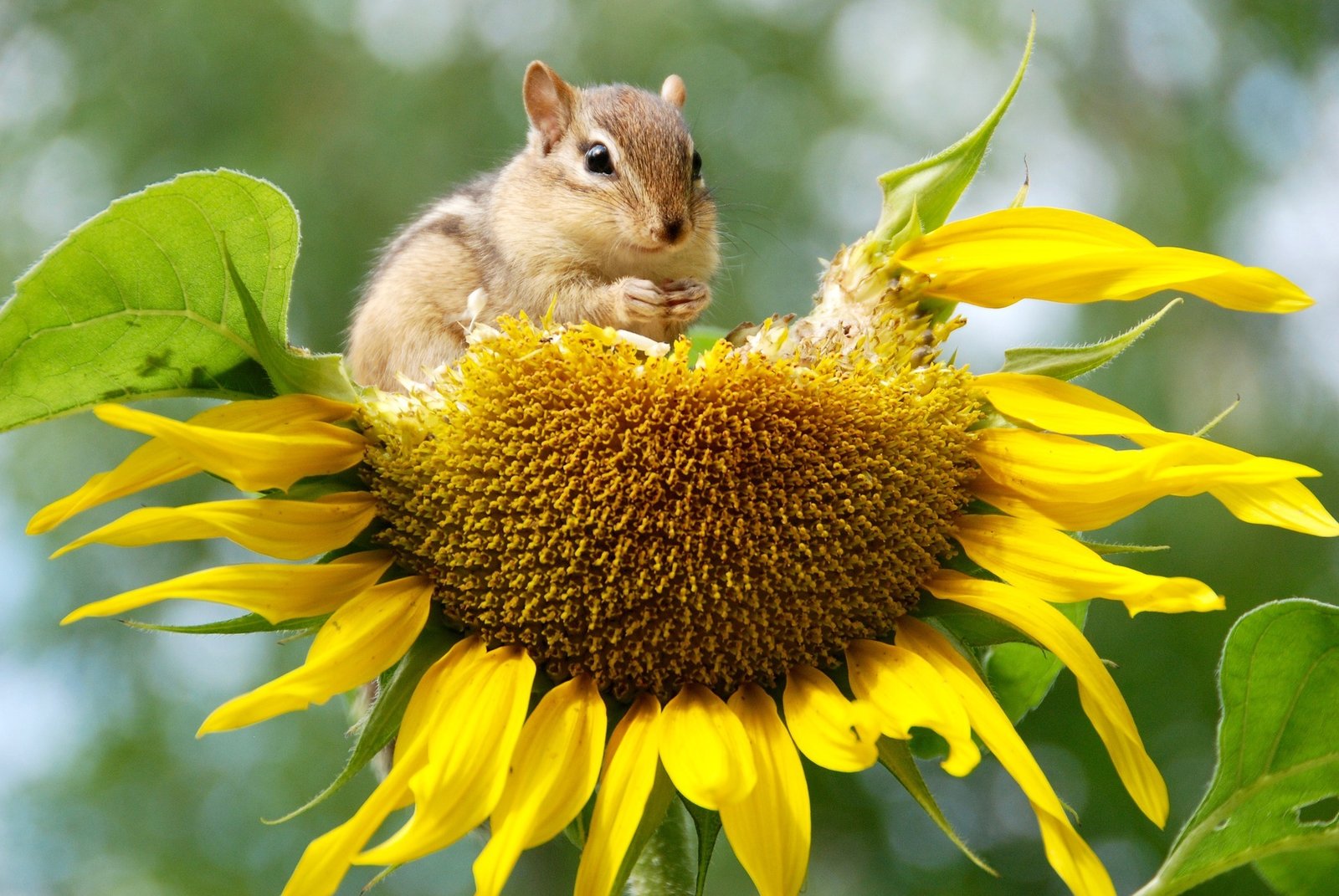 Una preciosa ardilla comiéndose un girasol