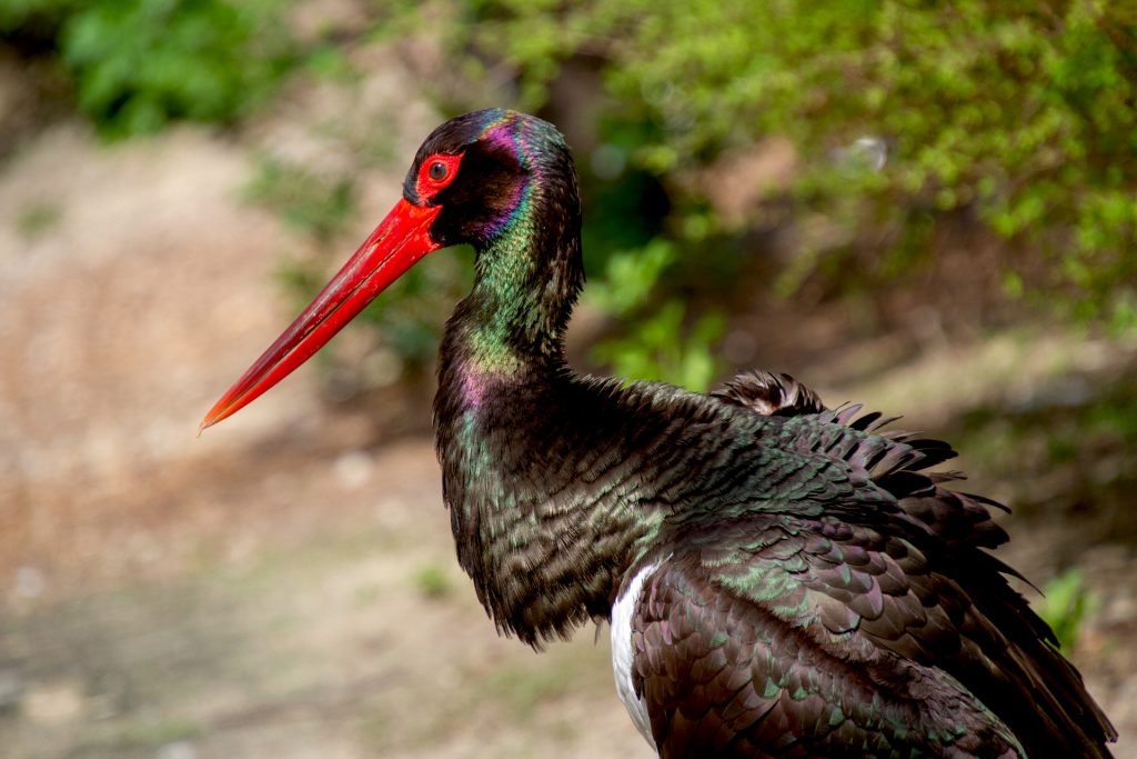 Animales en peligro de extinción en España