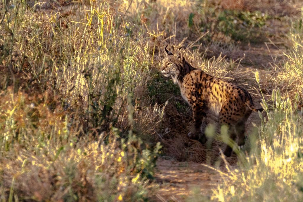 El Lince Ibérico una especie de la Península Ibérica en peligro de extinción