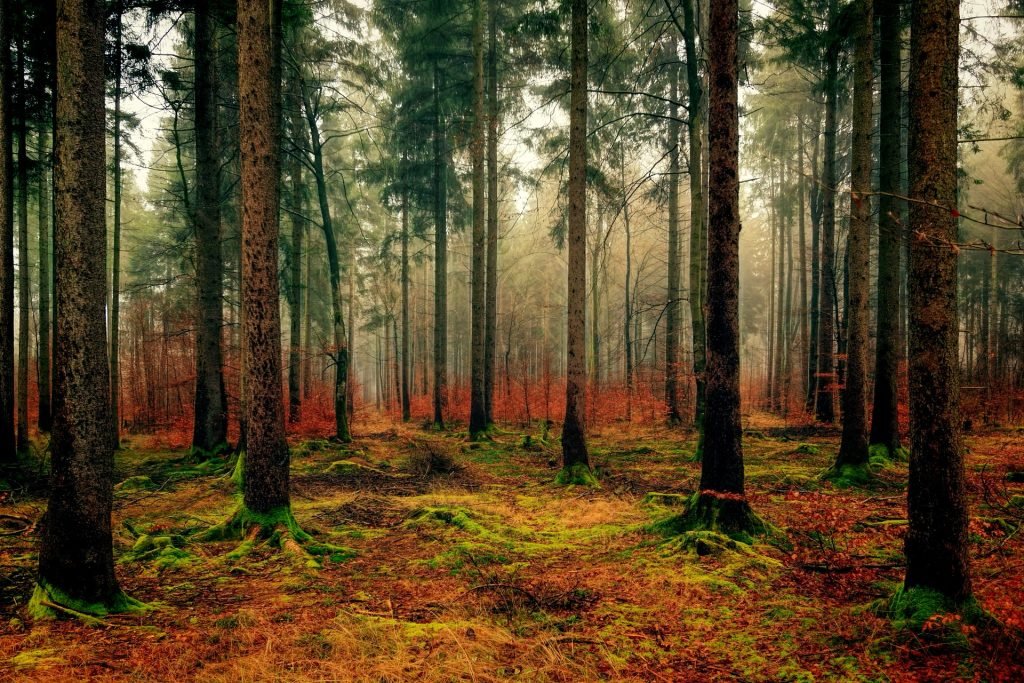 Suelo y bosques, elementos fundamentales en labiodiversidad