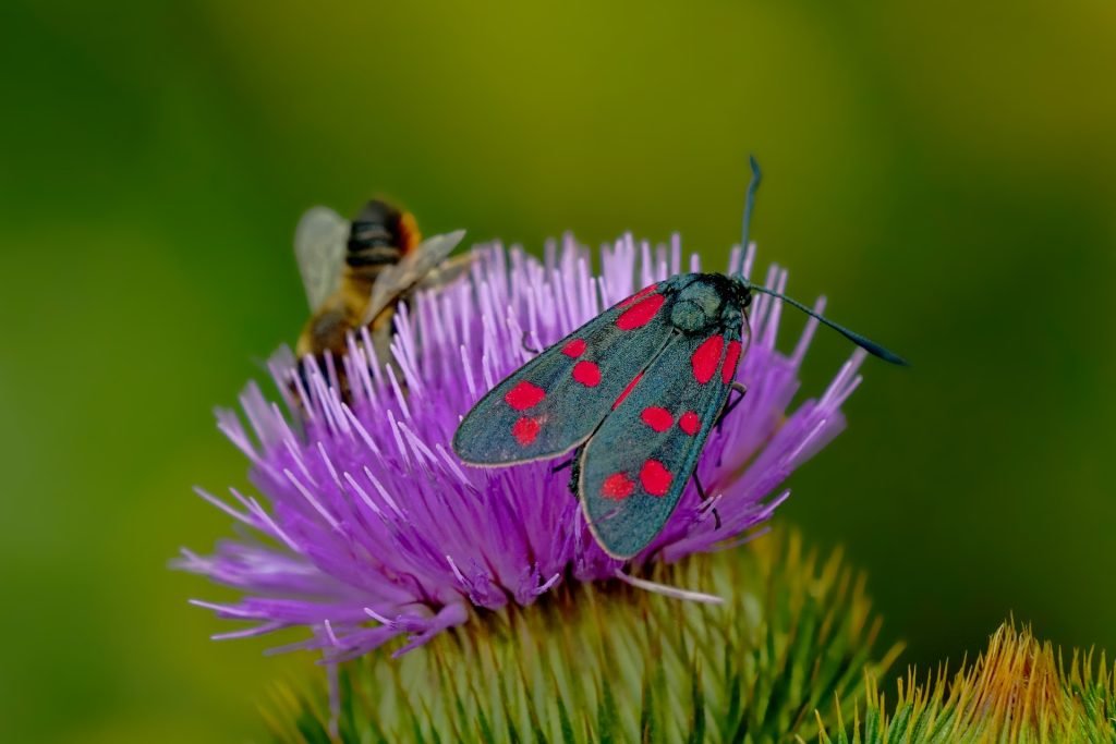 Polinización de las plantas por elementos polinizadores, una de las claves de una buena biodiversidad