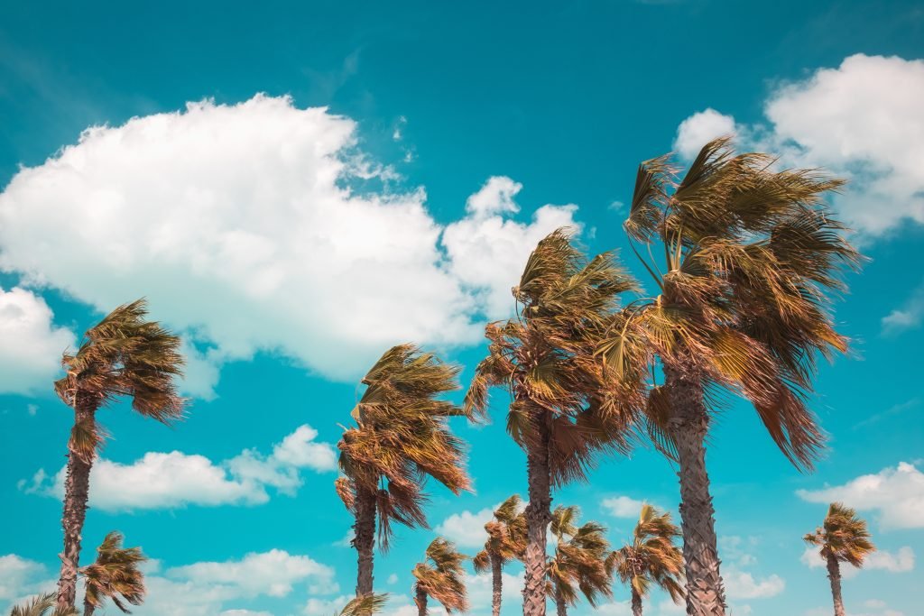 Fuerte viento azotando a grandes palmeras por el efecto de una DANA