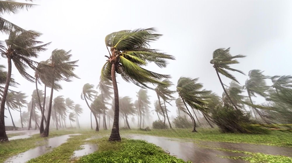 Palmeras azotadas por el viento provocado por un ciclón